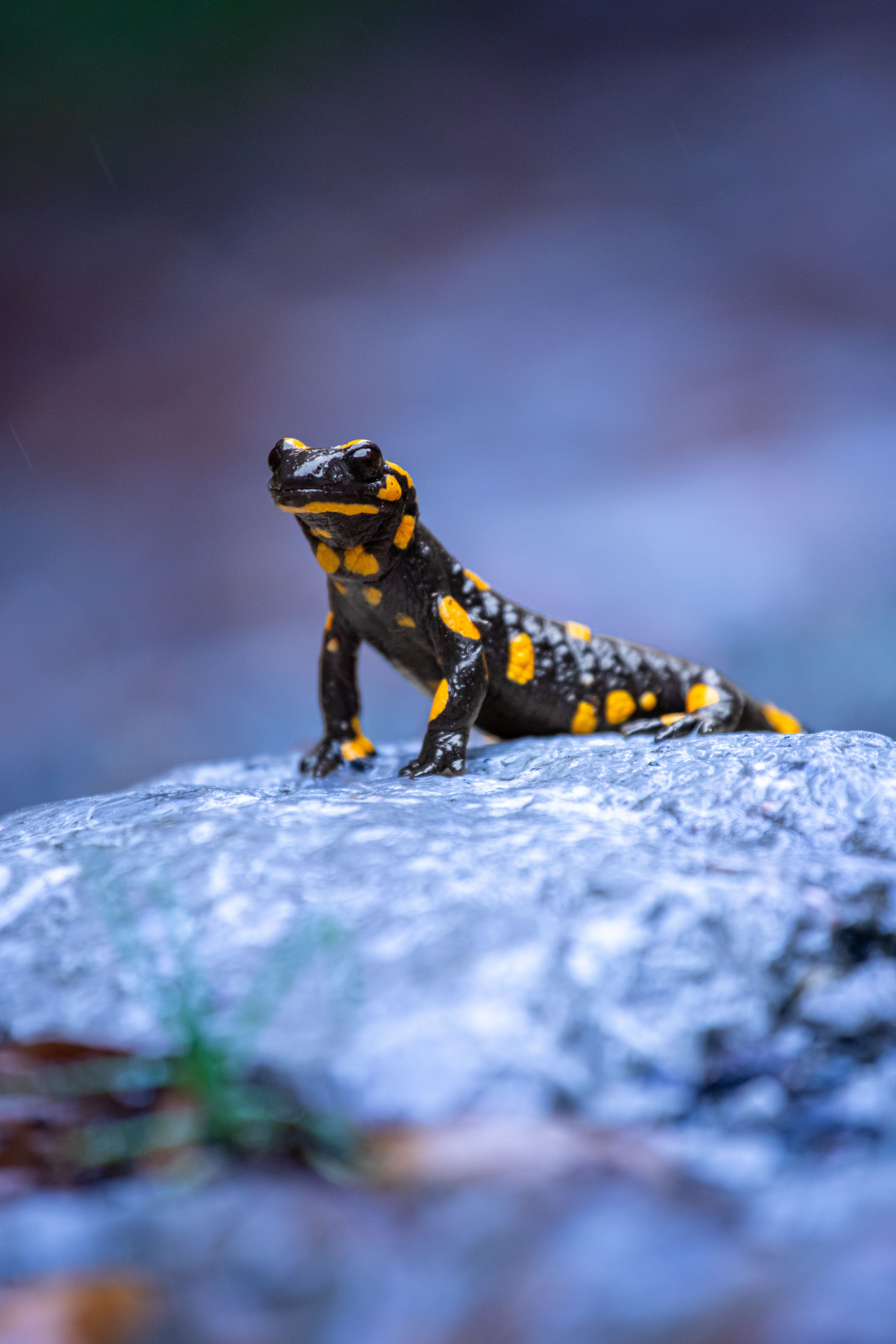 ein Feuersalamander (Foto: Amel Uzunovic) ein Feuersalamander (Foto: Amel Uzunovic)
